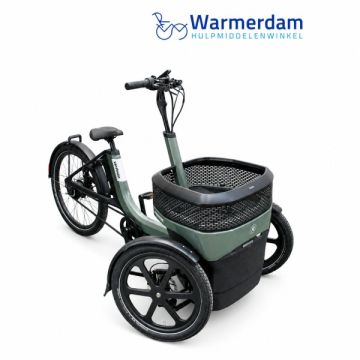 vanRaam Thuja - Thuja Green